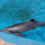 Image of a bottlenose dolphin