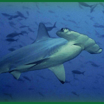 Image of a hammerhead shark