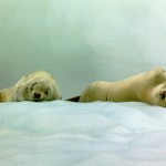 Image of harp seals