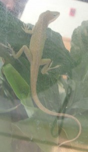 View of the entire body of an anole from his nose to his tail.