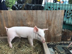 Image of a cute pig at the Dover Days Festival.